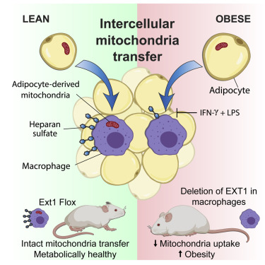 Transfert mitochondrial dans l'obésité