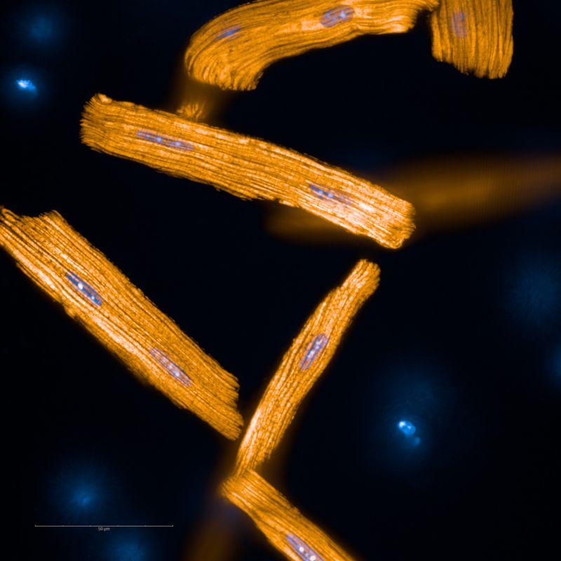 Winner of the Best Mitochondria Image 2022: Erminia Donnarumma, Institut Pasteur