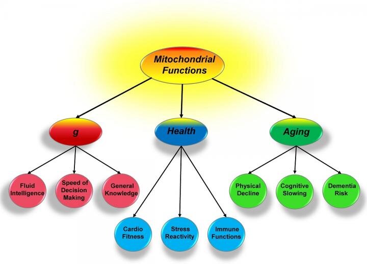 Mitochondria, general intelligence, health and aging