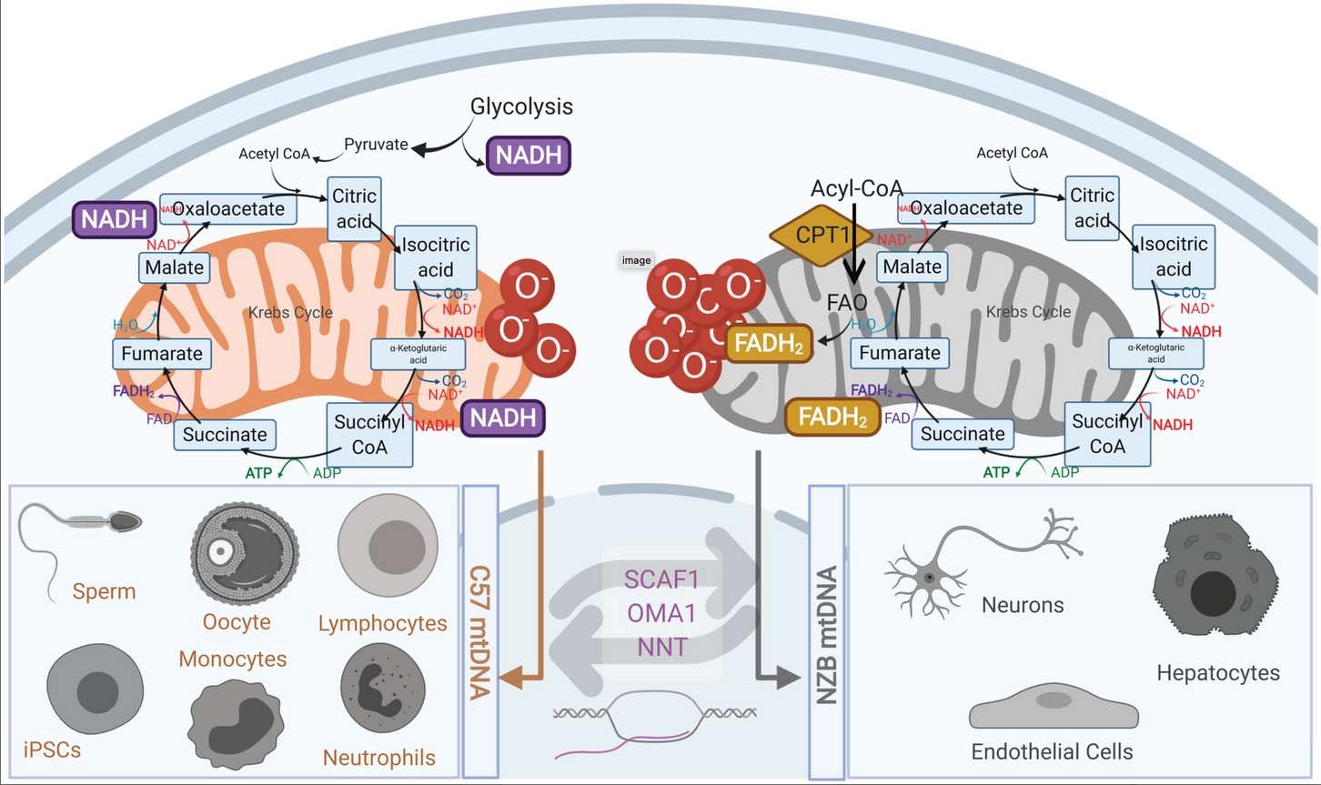 mitochondria figure