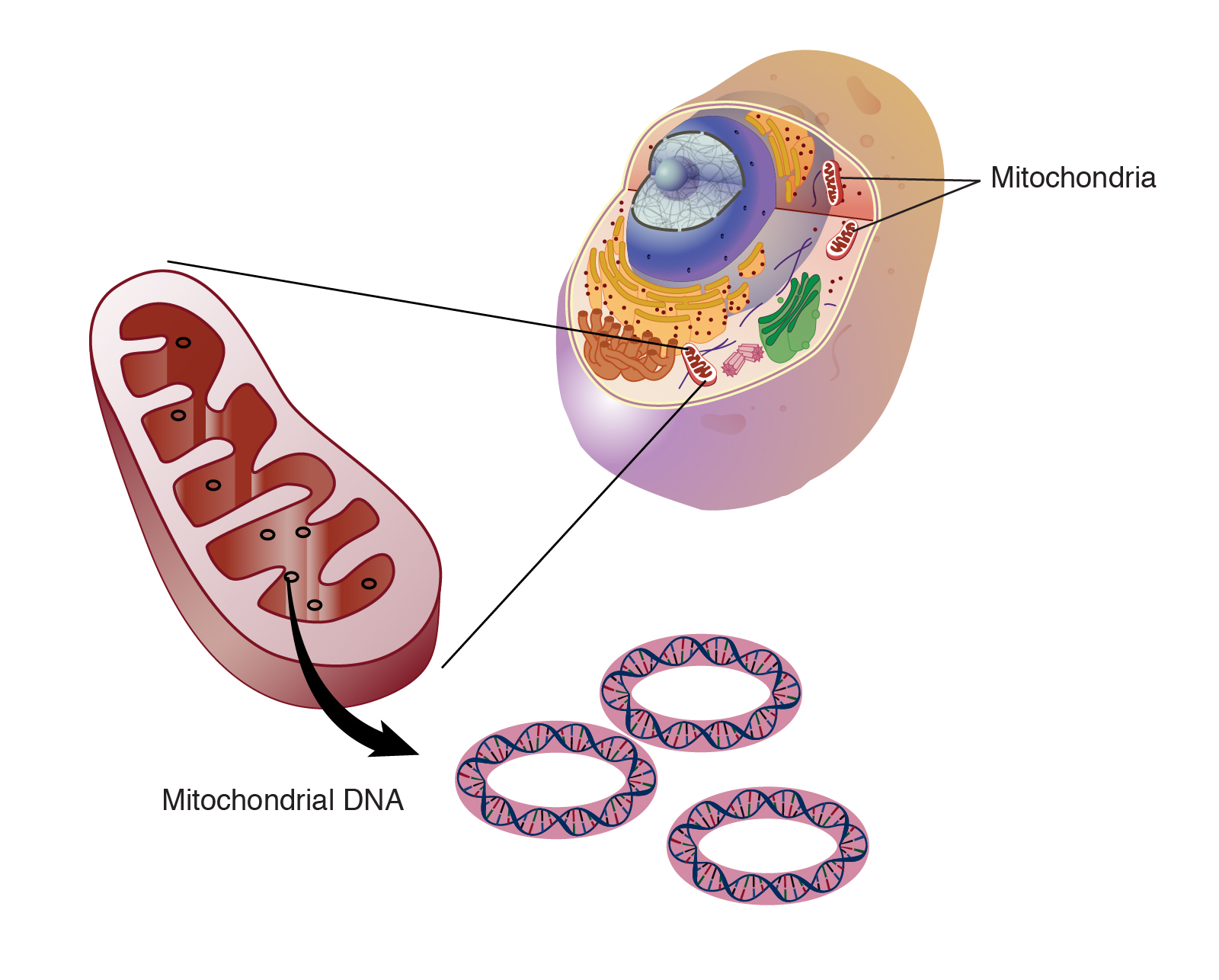 Big change from small player -- Mitochondria alter body metabolism and gene expression