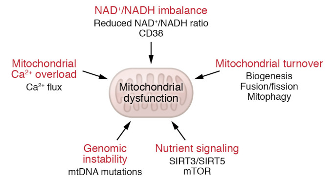 Mitochondrial Dysfunction in Cell Senescence and Aging
