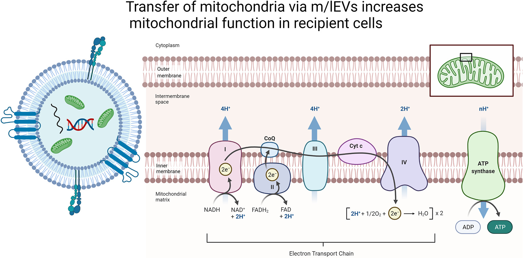 Delivery of Mitochondria via Extracellular Vesicles: A New Horizon in Drug Delivery