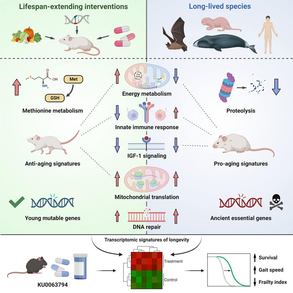 Distinct longevity mechanisms across and within species and their association with aging