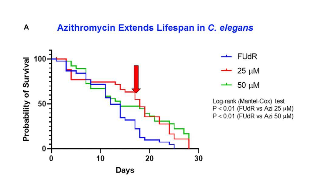 Mitochondrial Inhibitors Extend Lifespan in C. elegans: Insights from a Longevity Study