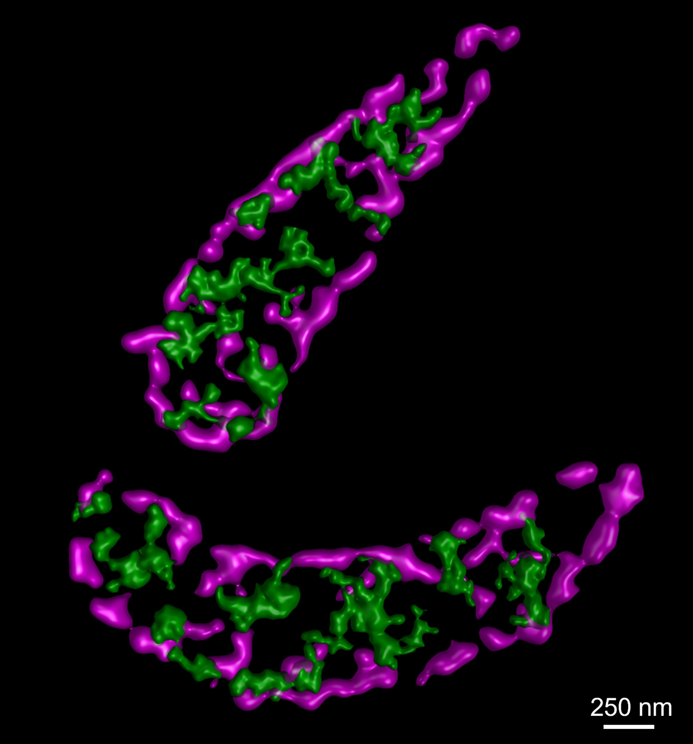 Dr. Rolando Berlinguer Palmini and Dr. Matt Zorkau Best Mitochondria Image
