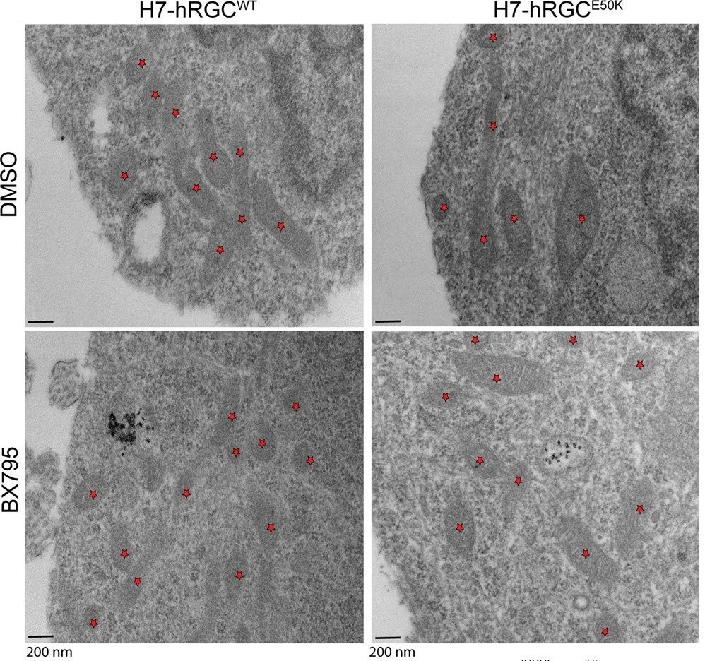 Enhanced Mitochondrial Biogenesis Promotes Neuroprotection