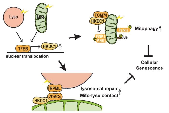  HKDC1 Ensures Mitochondrial and Lysosomal Balance, Safeguarding Against Cellular Senescence