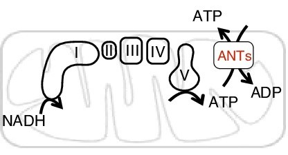 Molecular Machinery That Delivers Metabolites to Mitochondria