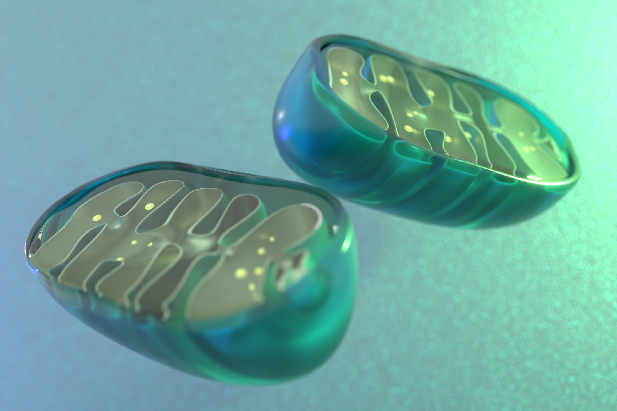 Zen and the art of mitochondrial maintenance: The machinery of death makes a healthier life