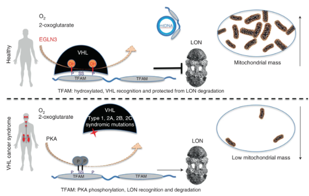 Mitochondria