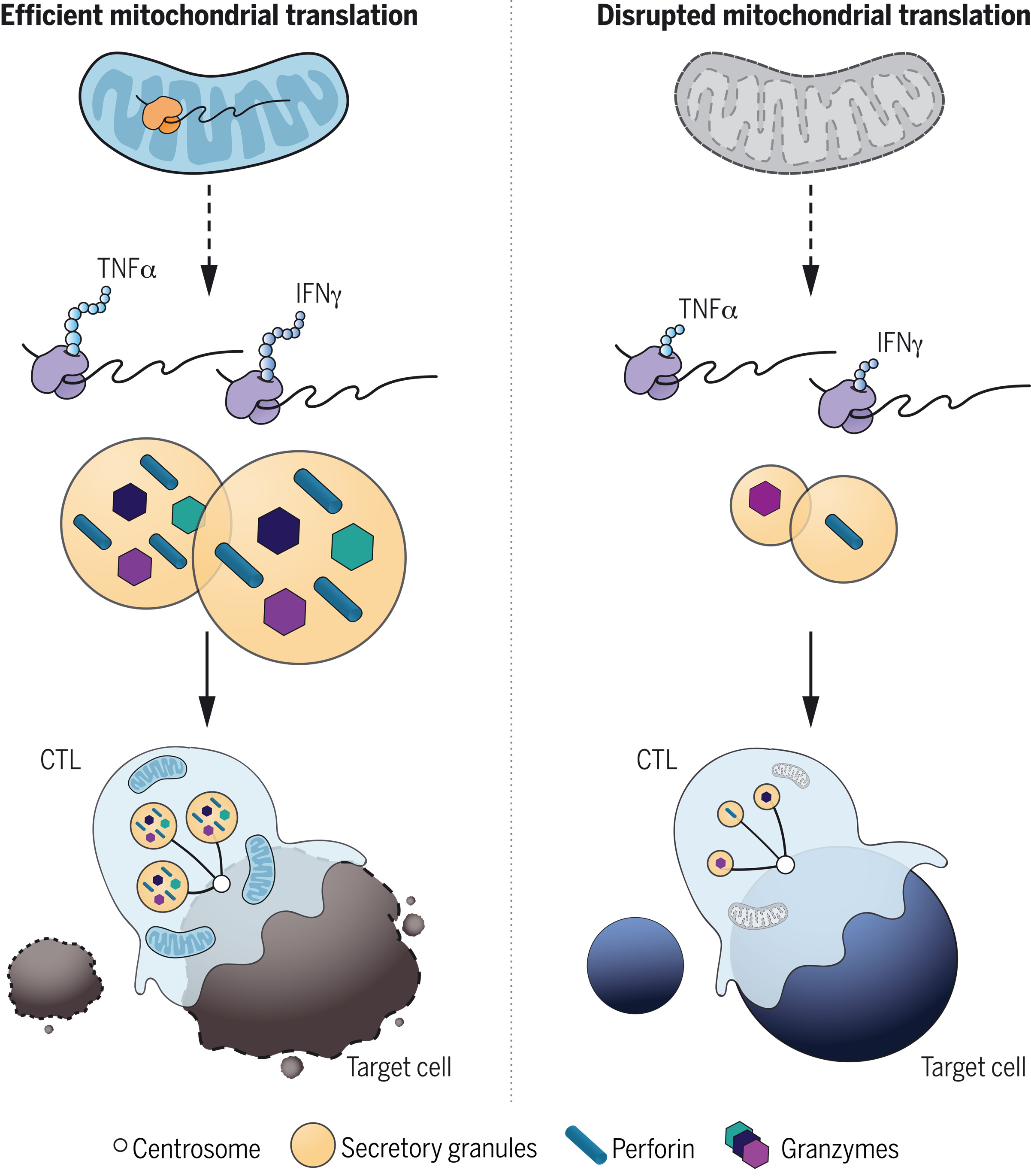 Mitochondrial translation is required for sustained killing by cytotoxic T cells