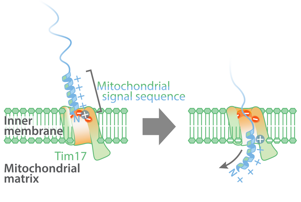 Signal Dependent Formation of Mitochondria