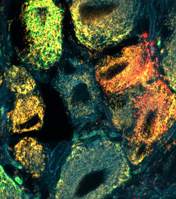Simon Licht-Mayer Best Mitochondria Image