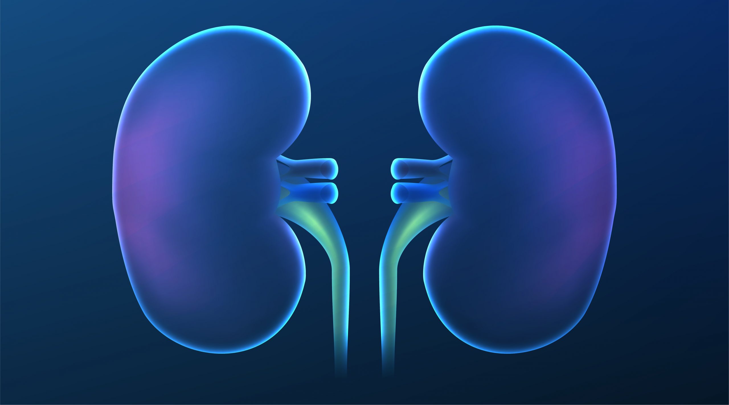 Study Shows Mitochondrial Transplantation Effective in Reversing Damage to Kidneys and Kidney Cells
