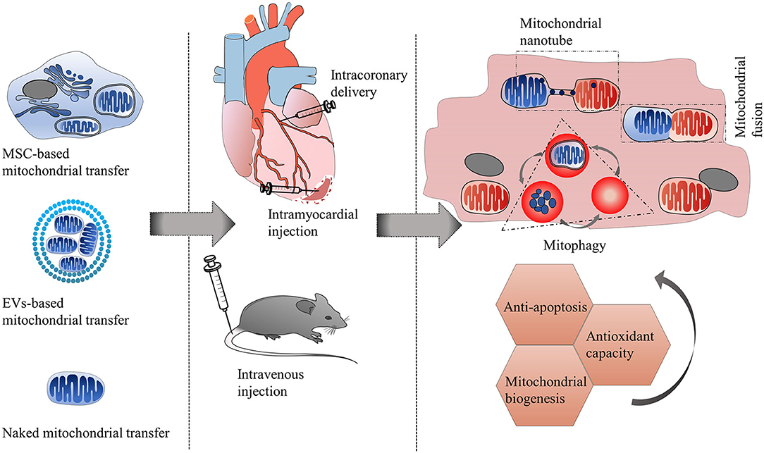Mitochondrial Transfer in Cardiovascular Disease: From Mechanisms to Therapeutic Implications