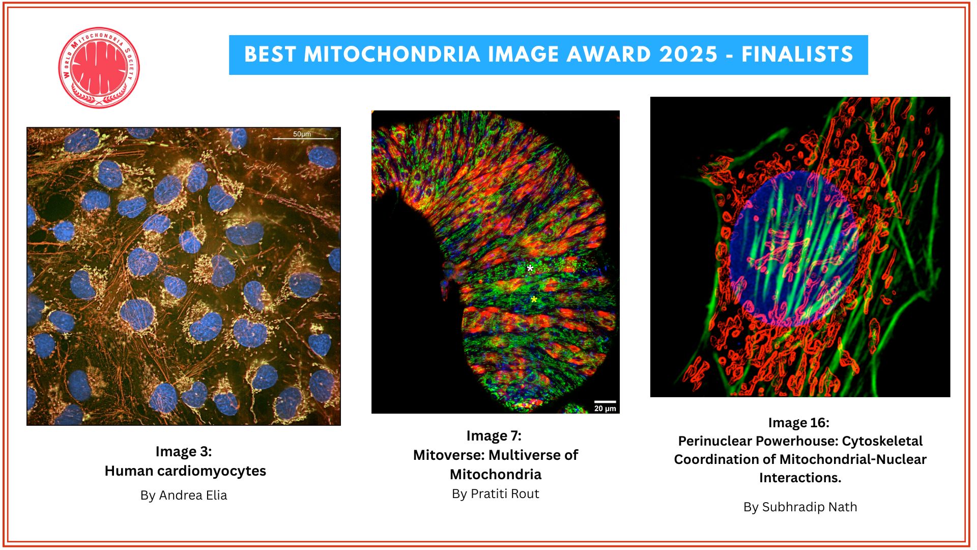 Targeting Mitochondria 2025 Best Image Submissions