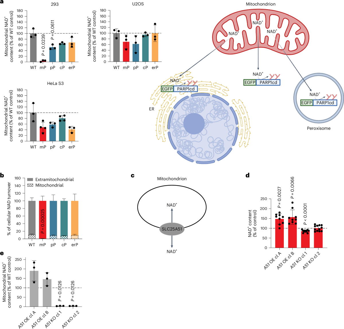 Mitochondria as a Reservoir of NAD