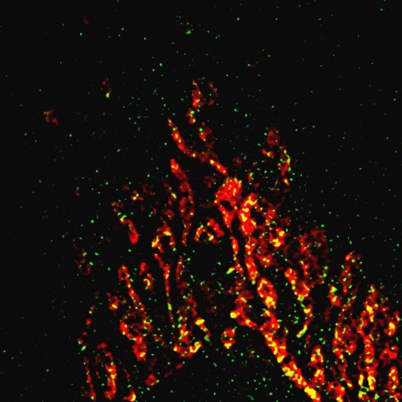 Targeting Mitochondria 2025 Best Image Submissions
