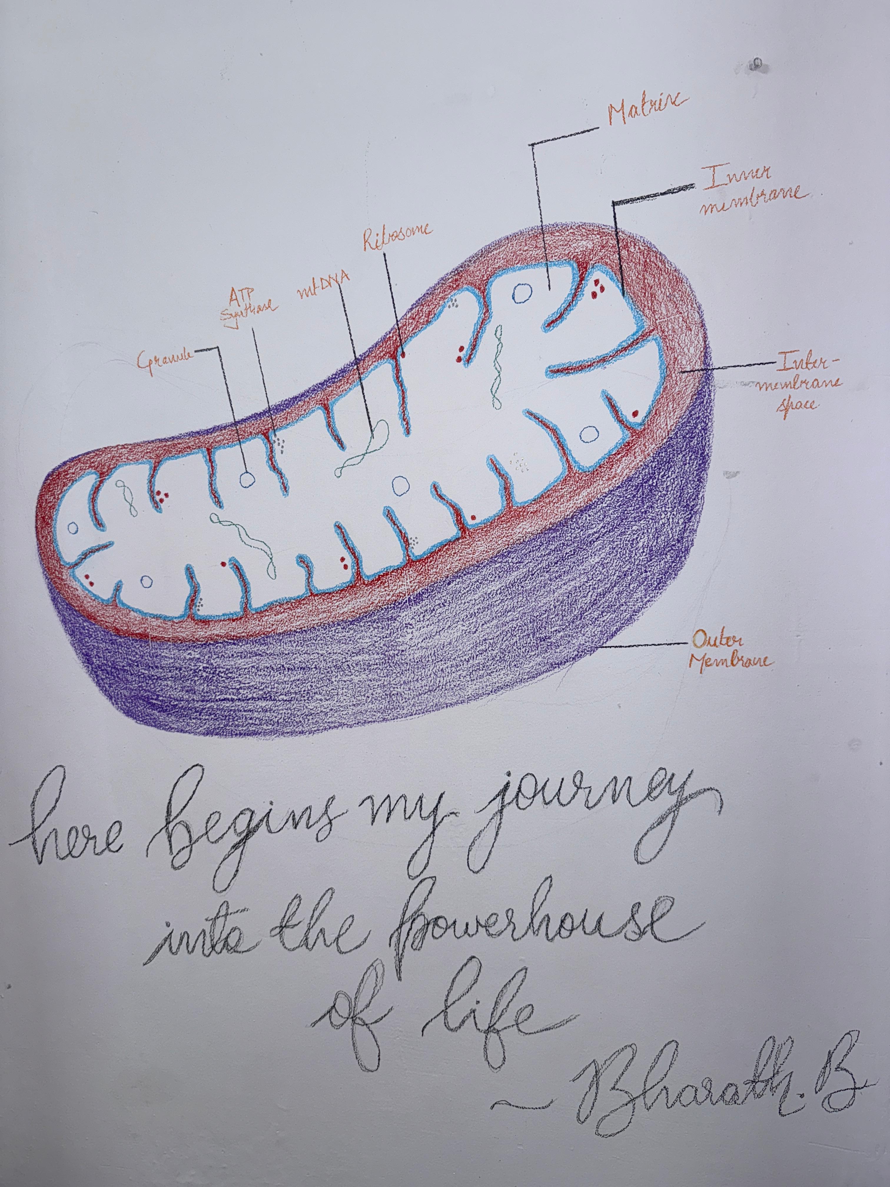 Mitochondria