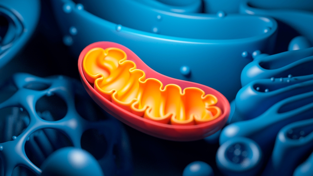 mitochondria-cell-part-microscopic-view