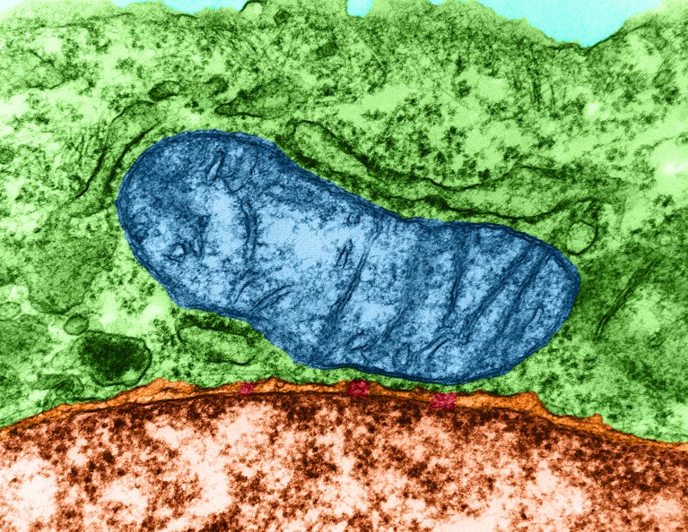 Can Mitochondria Create New Organelles A Discovery Reopens a Major Question in Cell Biology