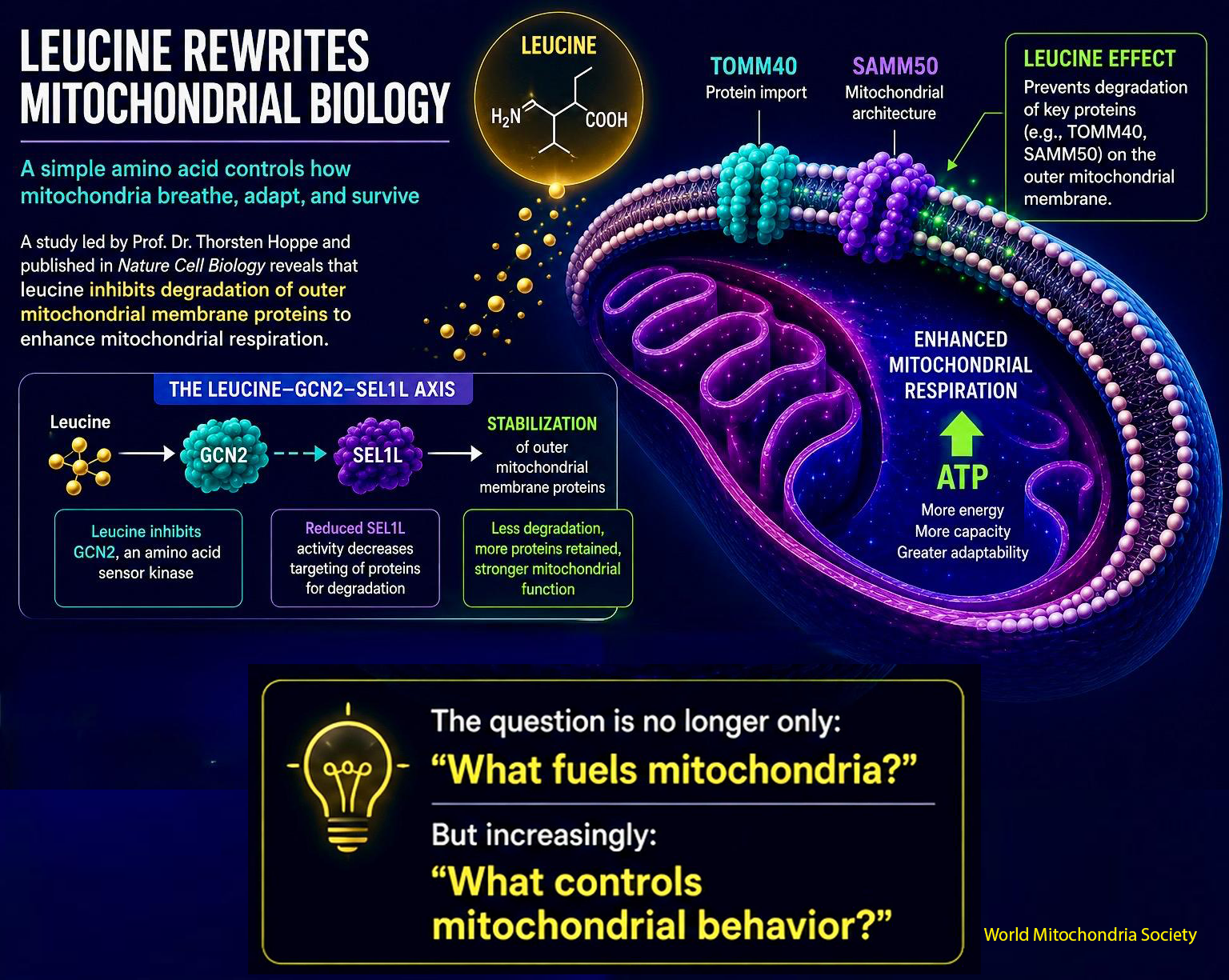 Leucine-Rewrites-Mitochondrial-Biology-1