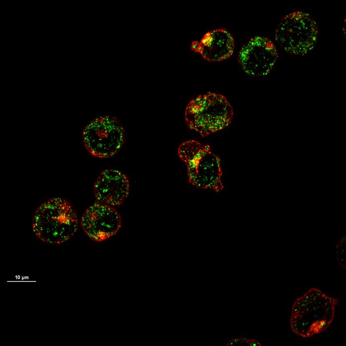 Maturing precursor red blood cells display Heme Responsive Gene 1(HRG1) transporters (in green). These protein complexes are expressed on cell membranes and shuttle the iron-containing molecule heme from outside to the interior of the cell.