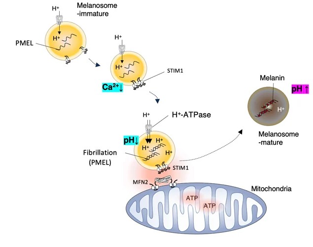 Mfn2 on mitochondria and STIM1 on melanosomes mediate mitochondriamelanosome contact promoting melanosome maturation and facilitating melanin pigmentation