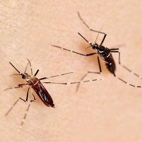 The Role of Mitochondria in Zika Virus Propagation & Immune Evasion