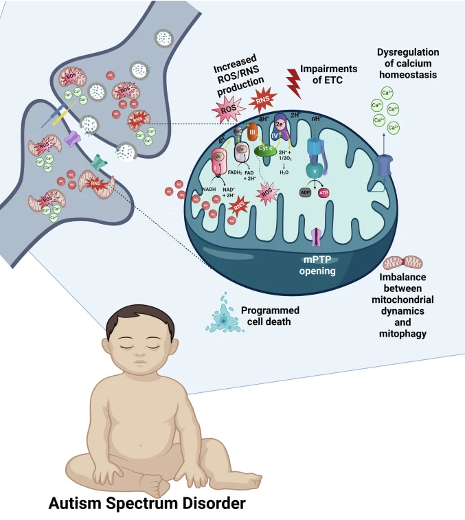 Autism spectrum disorder - mitochondria