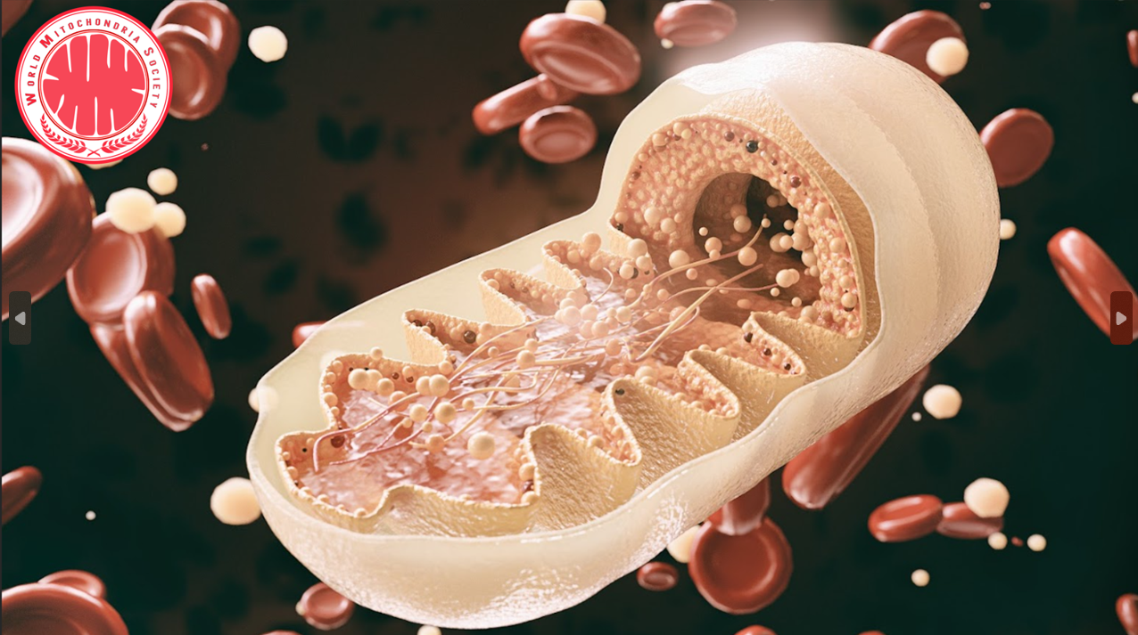 Blood mitochondria