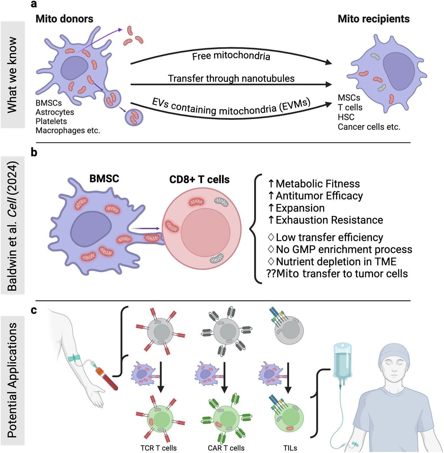 BridgeOverTroubledCellsBoneMarrowStromalCellsTransferMitochondriatoBoostTCells-ezgif.com-webp-to-jpg-converter