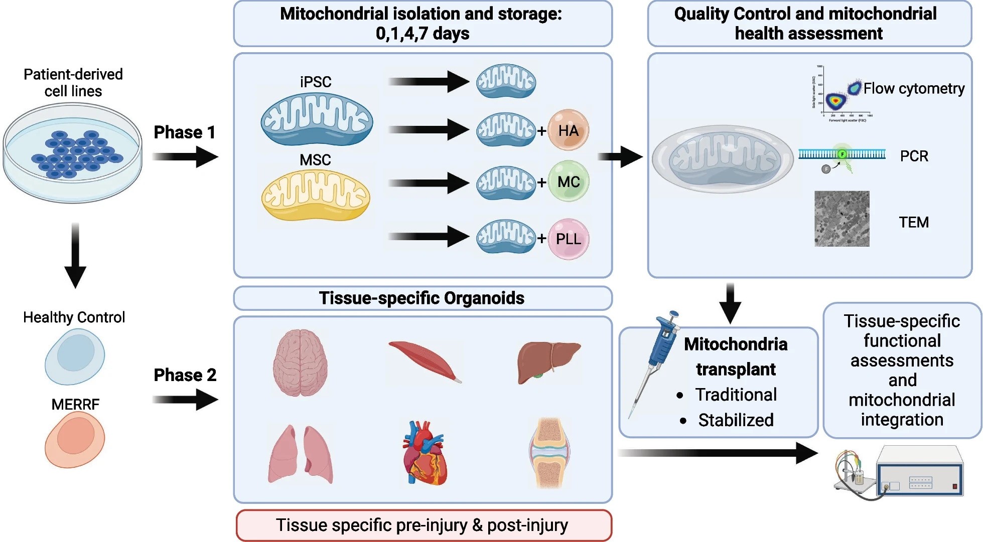 Bridging In Vitro and In Vivo for Mitochondrial Transplantation in Acute Diseases