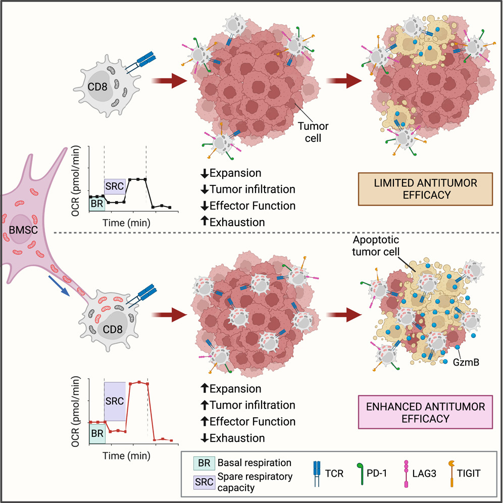 Enhancing T Cell Antitumor Activity through Mitochondrial Transfer