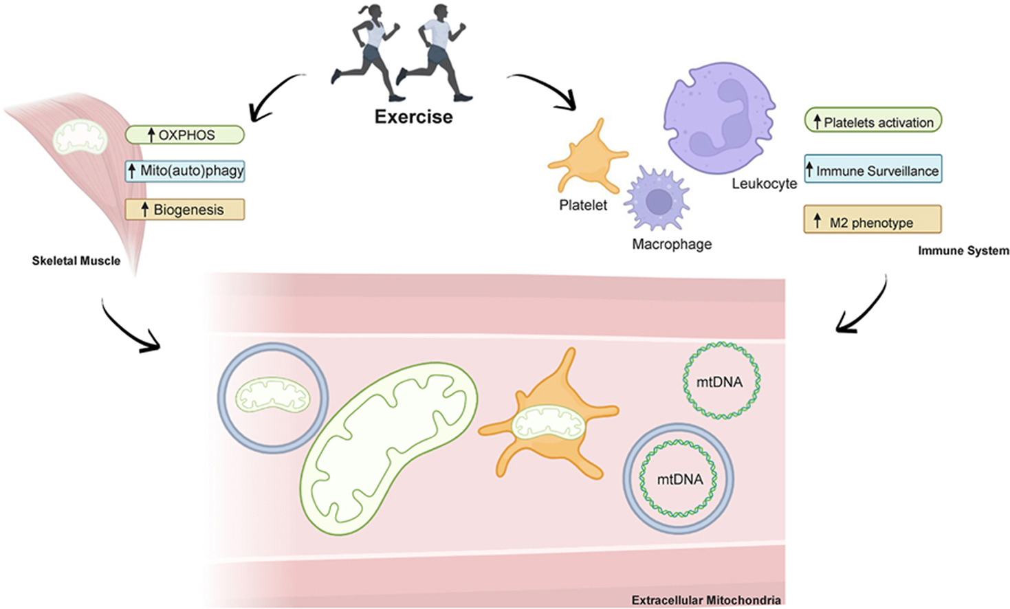 Exercise Does More Than Move Muscles It Moves Mitochondria and Shapes Longevity