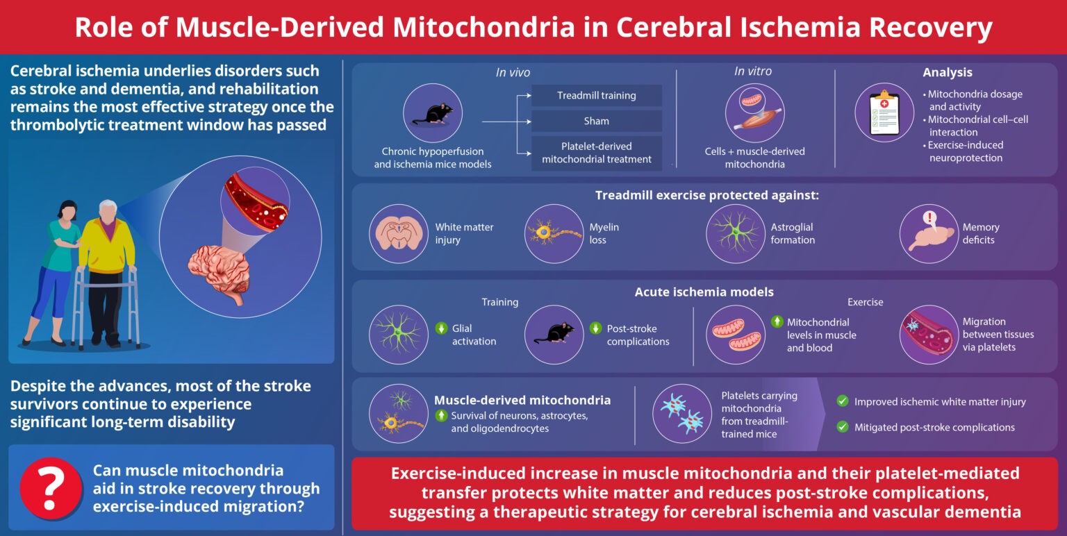 Exercise May Help the Brain Heal After Stroke