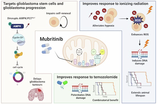 Exploiting Mitochondrial Metabolic Vulnerabilities in Glioblastoma Therapeutic Potential of Mubritinib