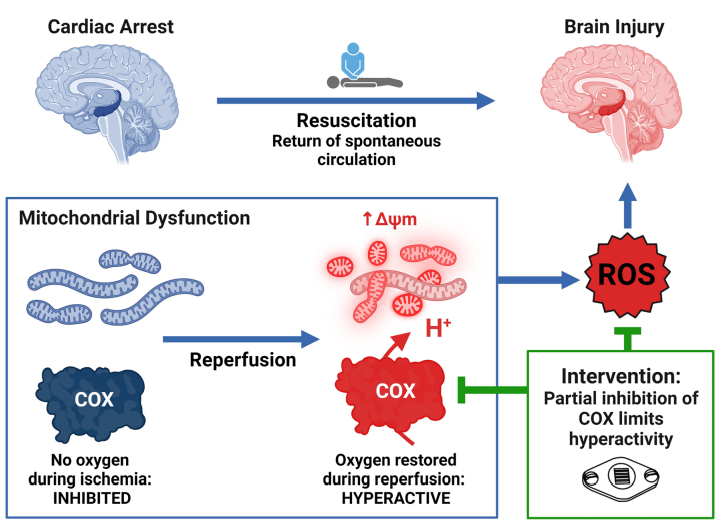 Graphical Abstract - NIR