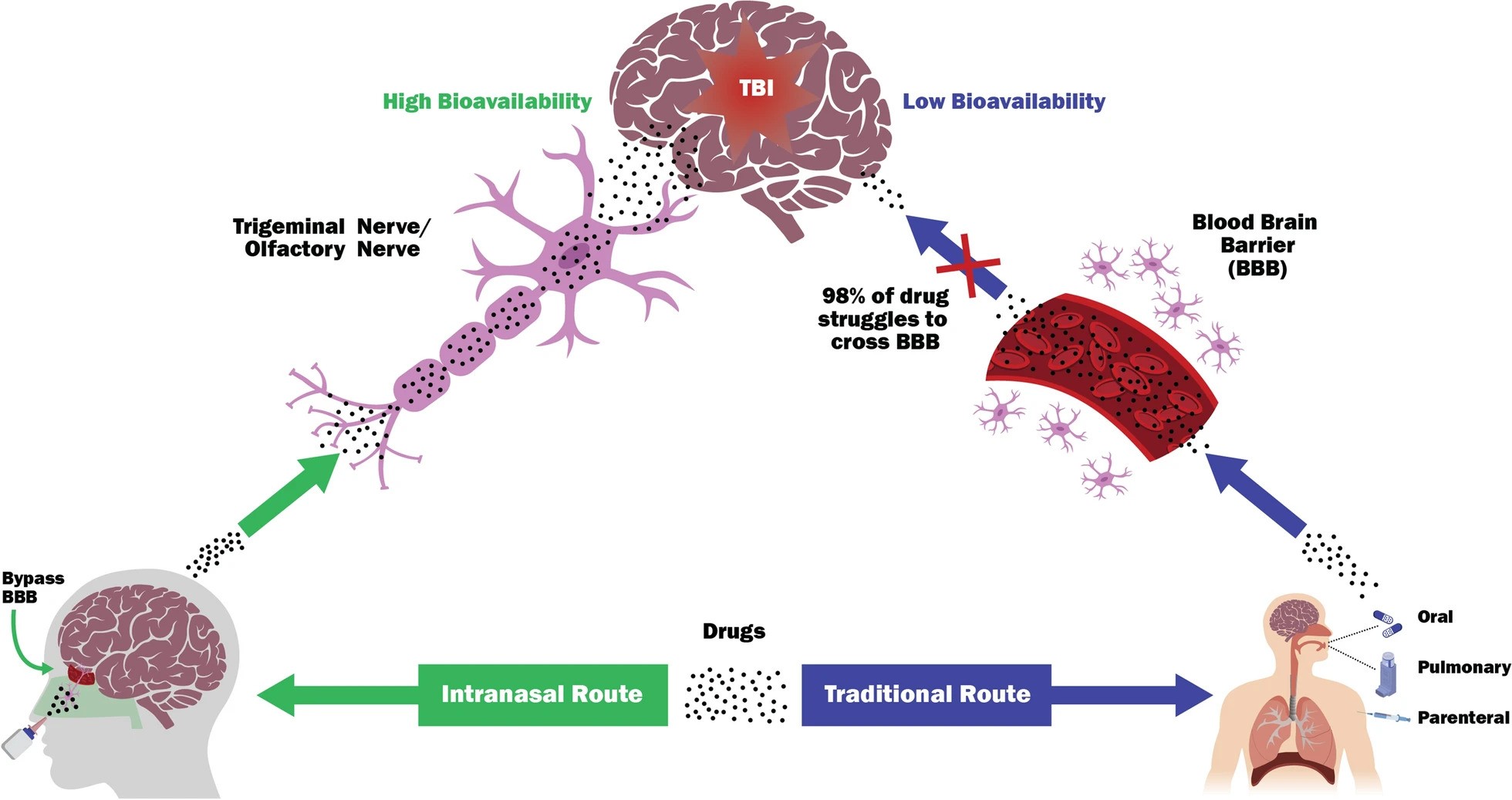 Intranasal Delivery of Mitochondria-Targeted Neuroprotective Drugs: A New Approach for Treating Traumatic Brain Injury