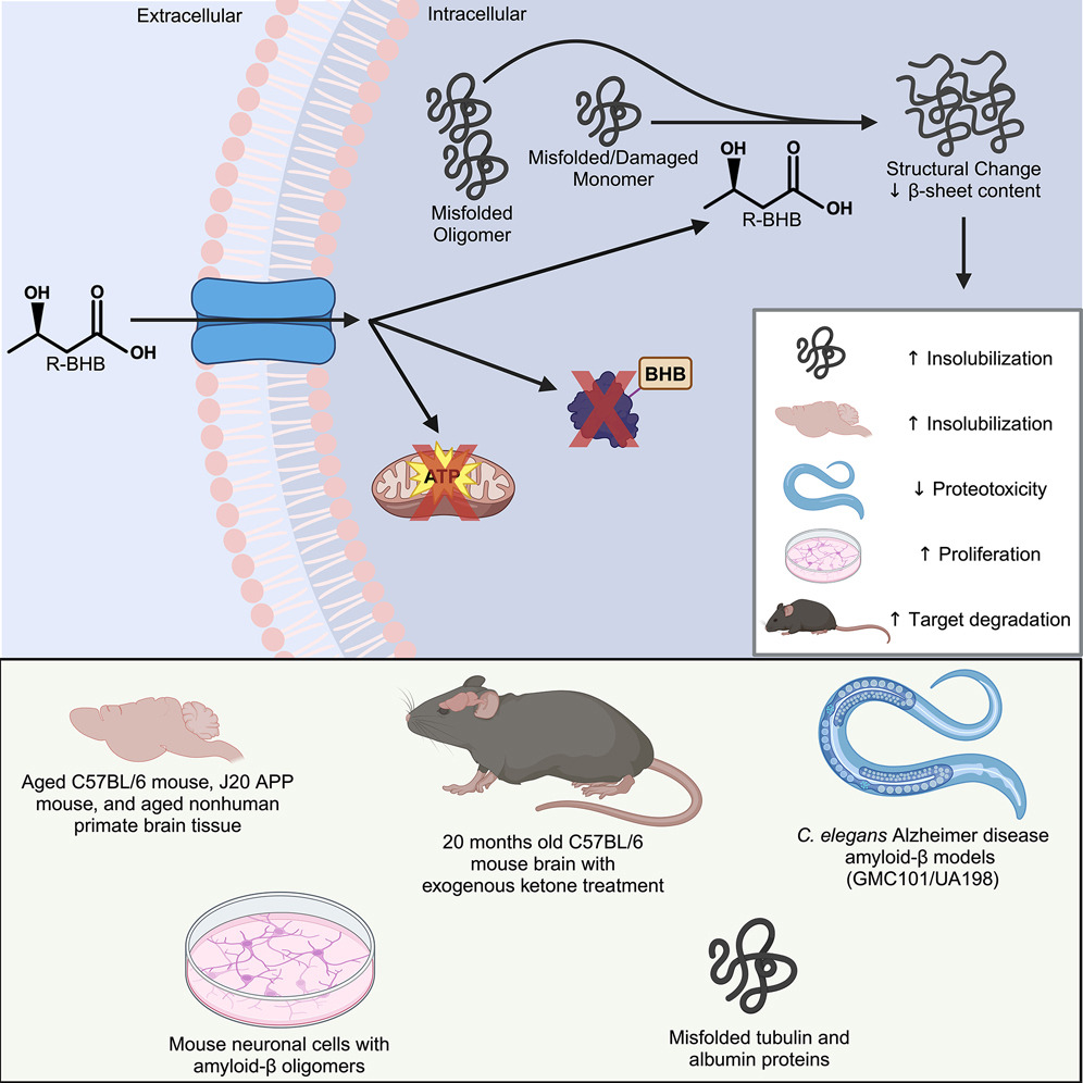 Ketone Bodies A Promising Strategy for Enhancing Protein Quality Control in Brain Aging and Neurodegenerative Diseases