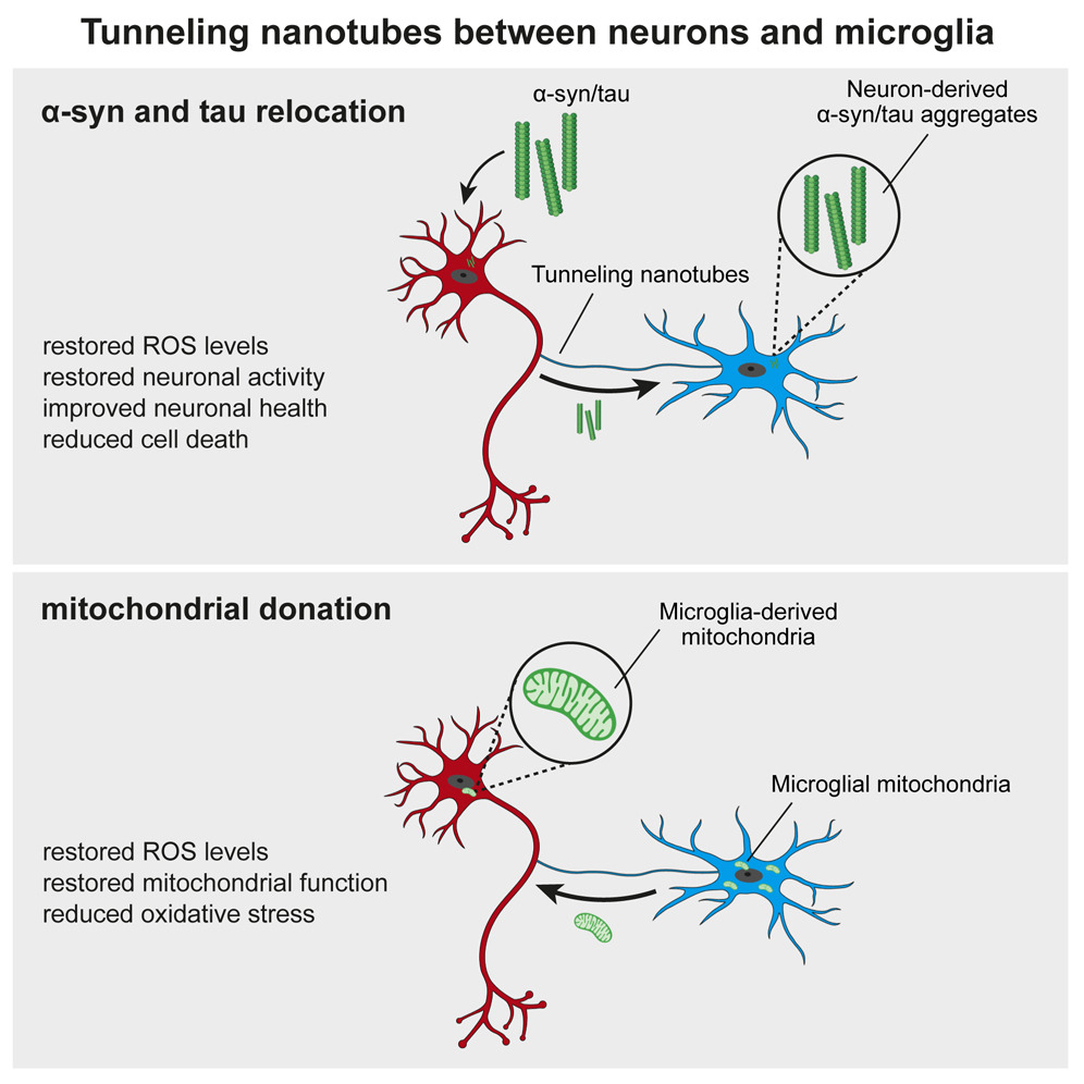 Microglia Transfer Healthy Mitochondria to Rescue Neurons from Neurodegeneratio