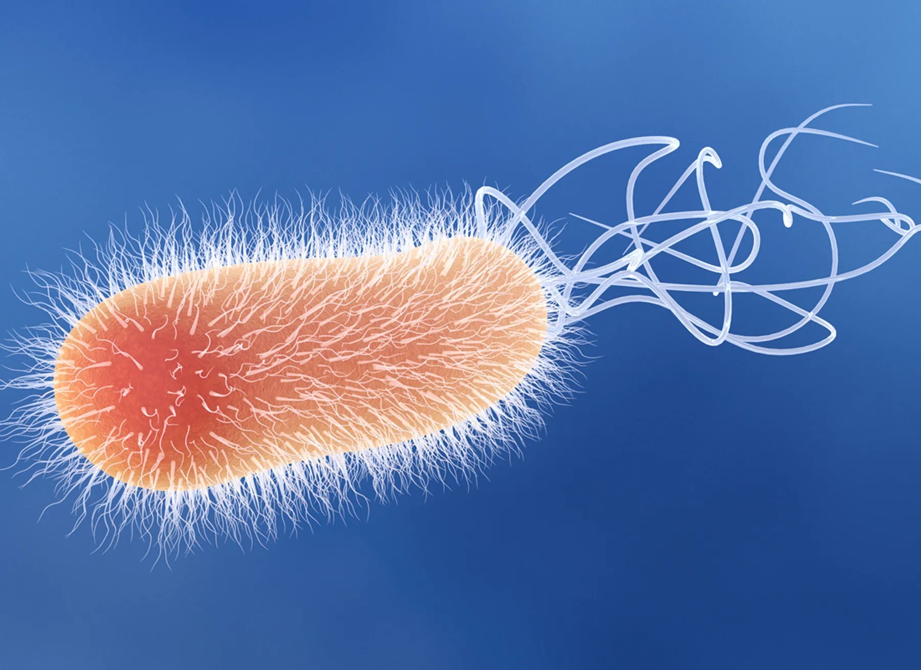 PseudomonasBacteriaDisruptMitochondrialEnergyProductiontoEvadeImmuneResponse-ezgif.com-webp-to-jpg-converter