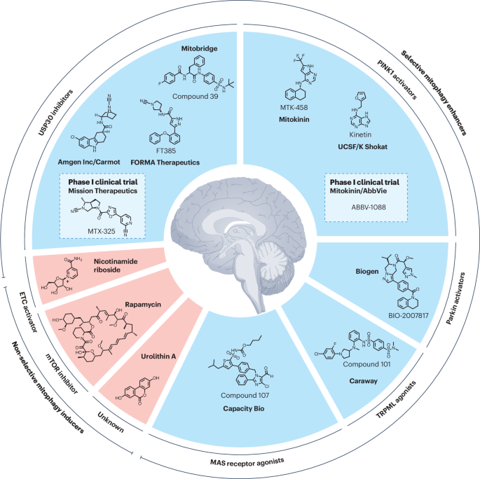 Targeting Mitophagy in Neurodegenerative Diseases A Promising Therapeutic Avenue