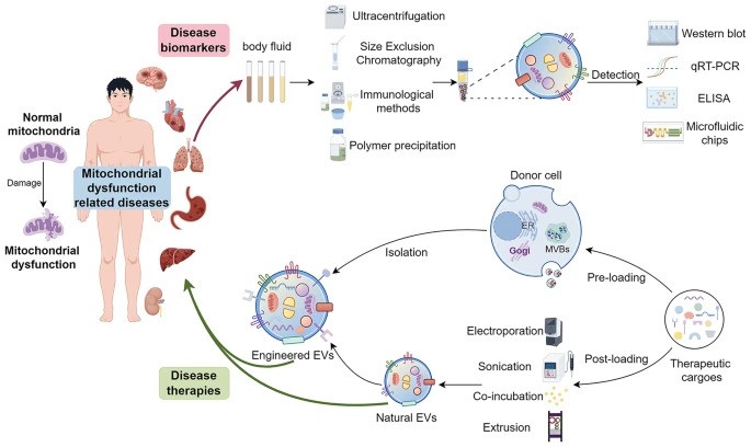 Tiny Messengers Big Impact Exosomes as Gatekeepers of Mitochondrial Function