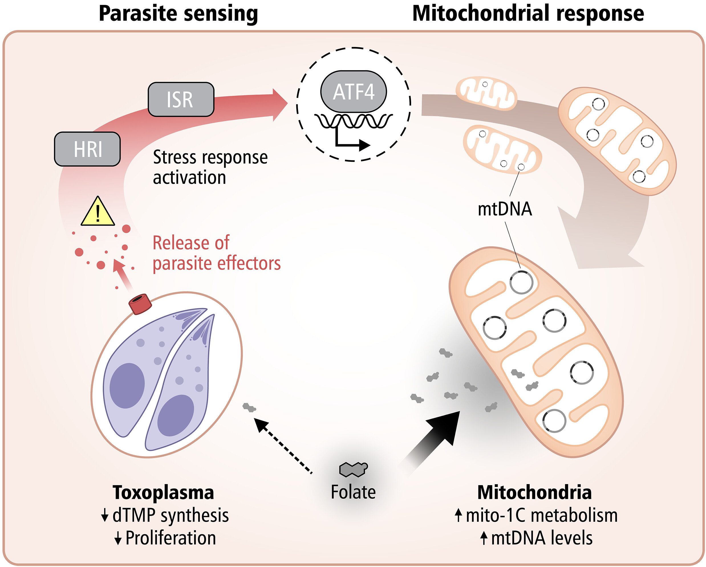Mitochondria: Not Just the Powerhouse, but a Pathogen Defense Hub