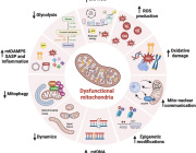 Mitochondria: The Key to Stem Cell Longevity and Anti-Aging Strategies