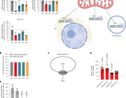 Mitochondria as a Reservoir of NAD⁺: Regulating Cellular Energy and Metabolic Stability