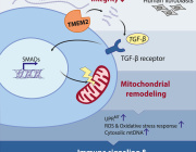 The Extracellular Matrix Integrates Mitochondrial Homeostasis