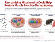 Can We Restore Ageing Muscle by Reorganizing Its Mitochondria?